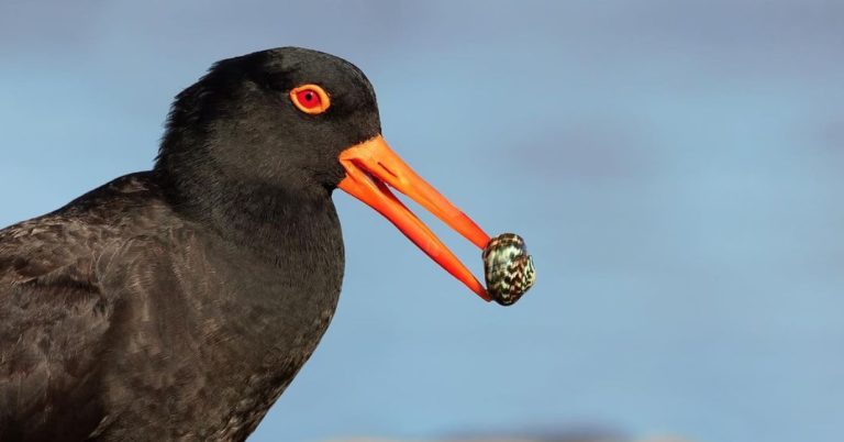 Birdwatching Along the Great Ocean Road: A Bird Lover’s Guide