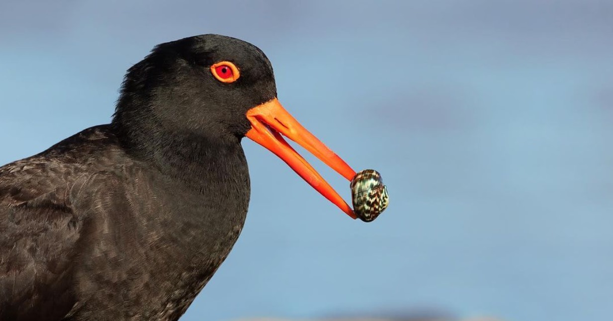 Birdwatching Along the Great Ocean Road