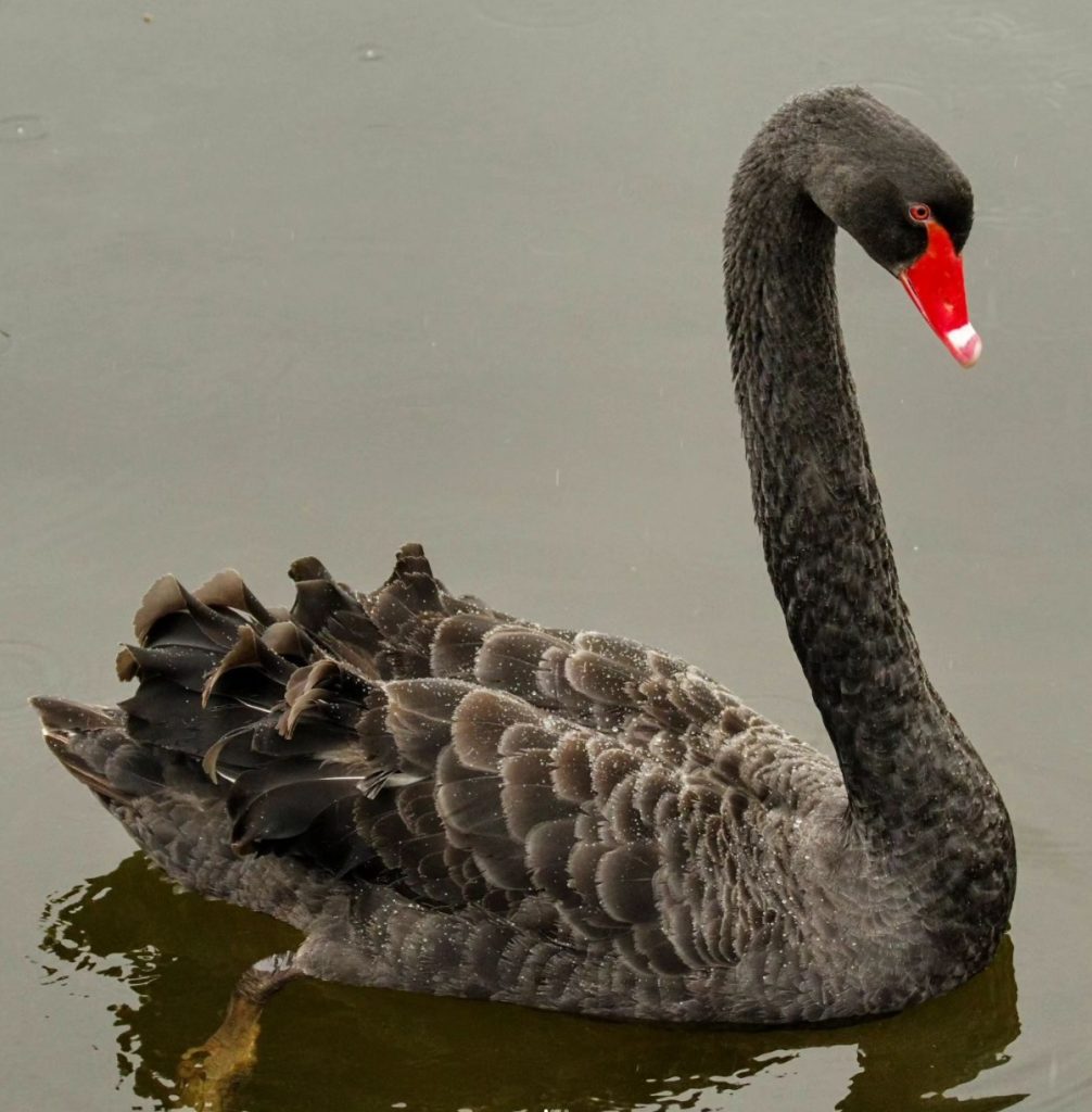 black swan