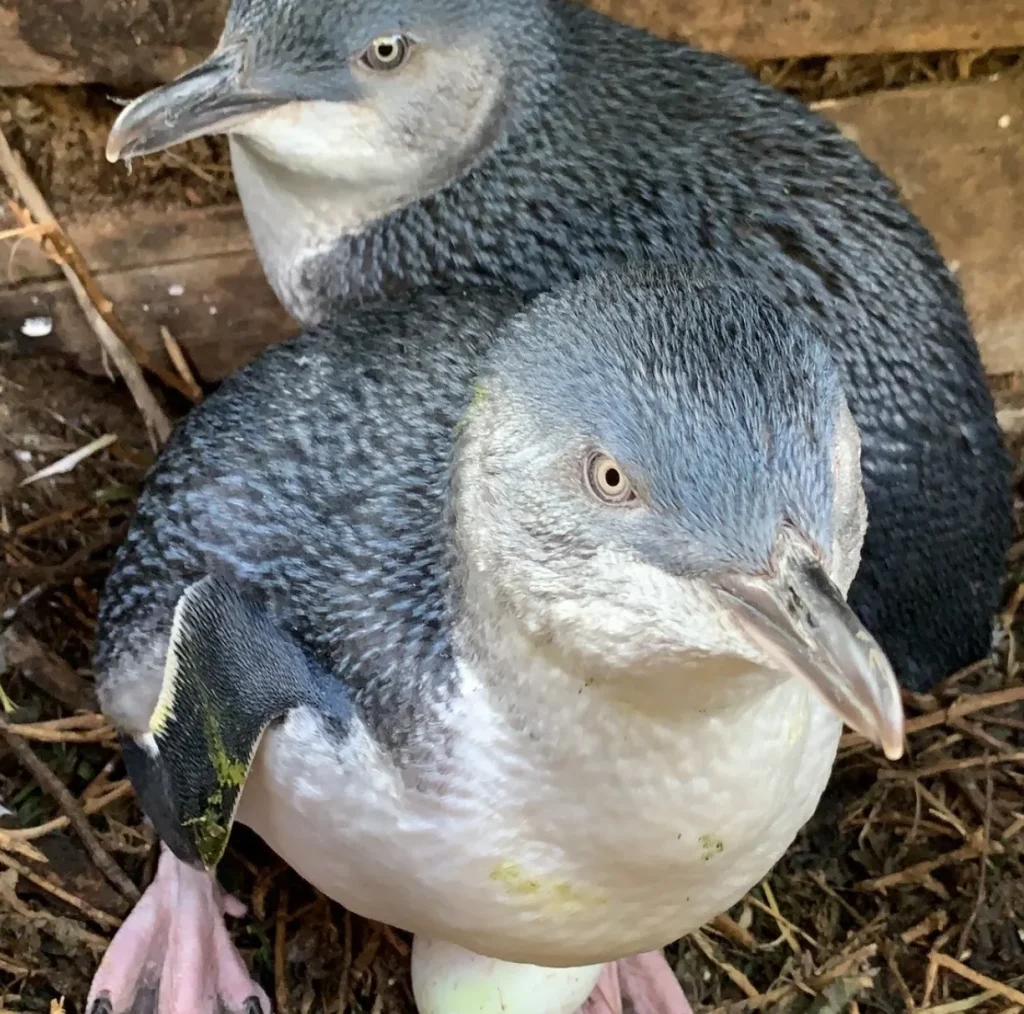 Phillip Island Penguin tours