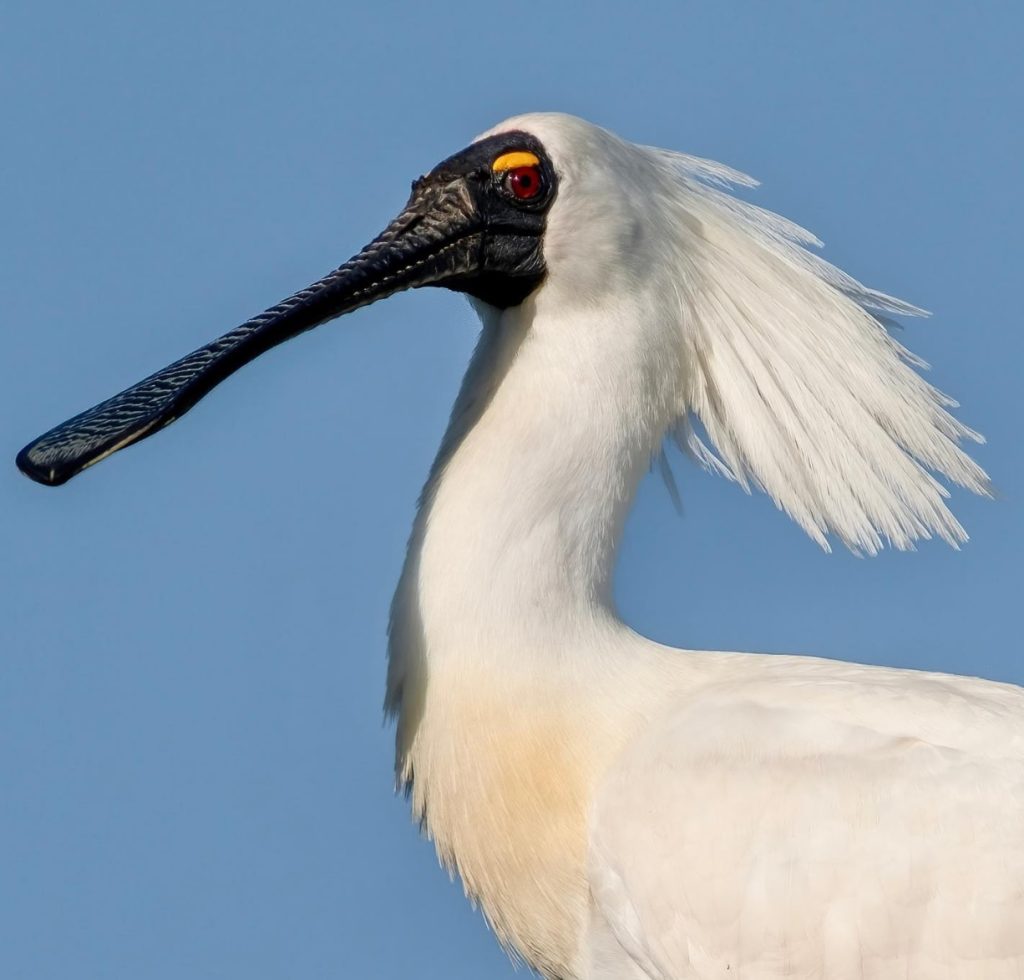 royal spoonbill