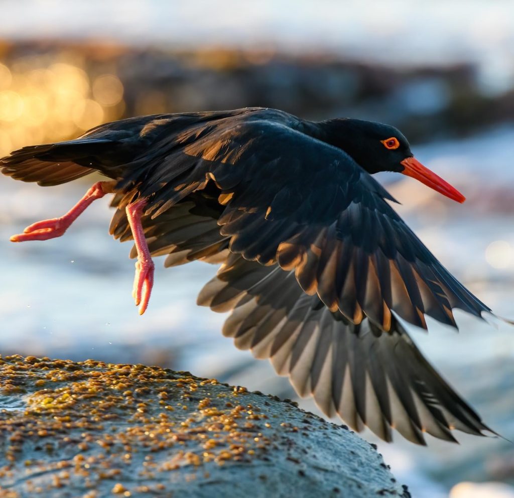 sooty oystercatcher