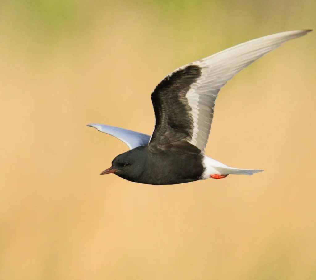 white-winged black tern