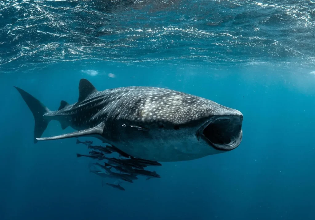 Ningaloo Reef