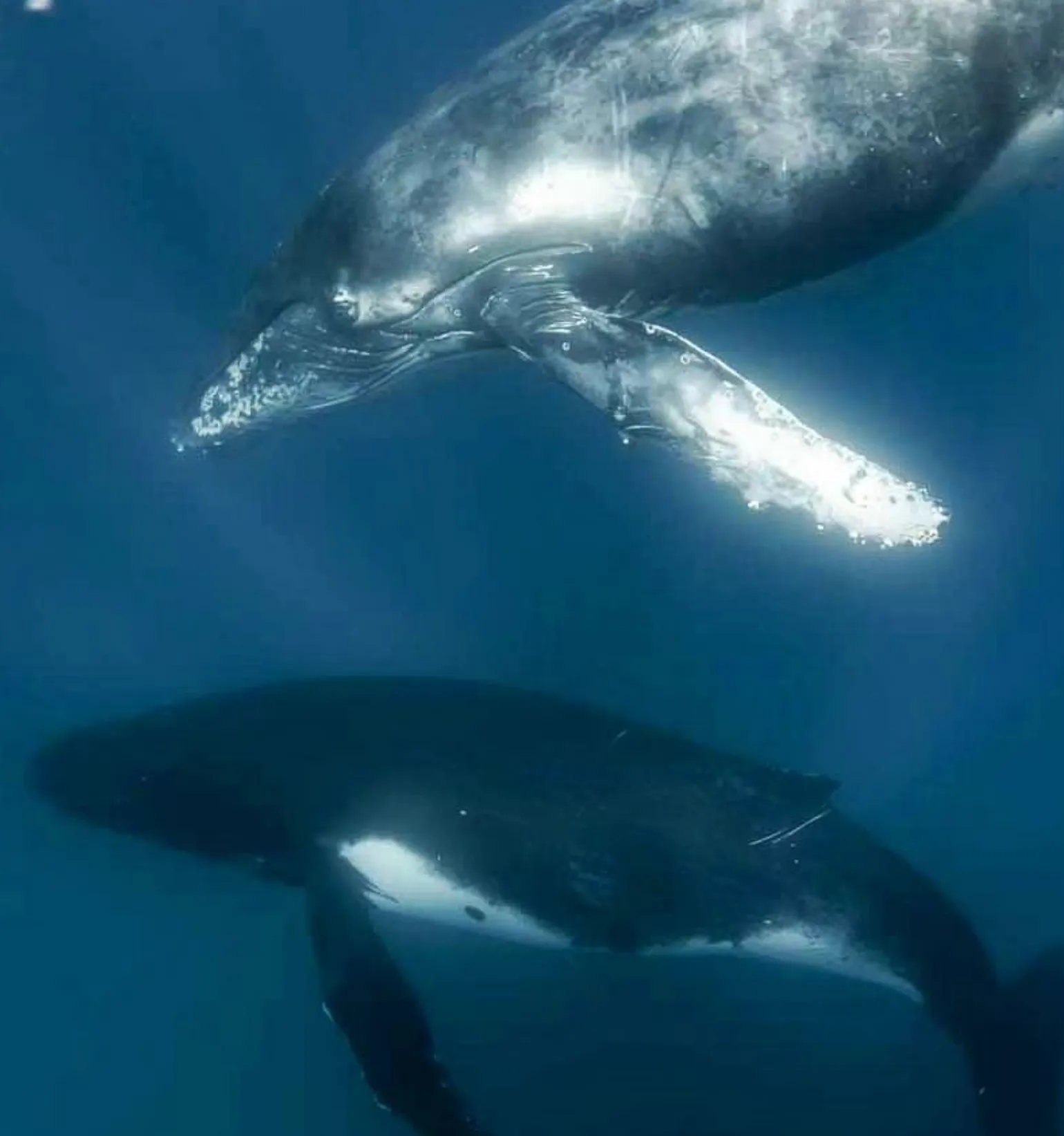 Whales and Sharks in Exmouth