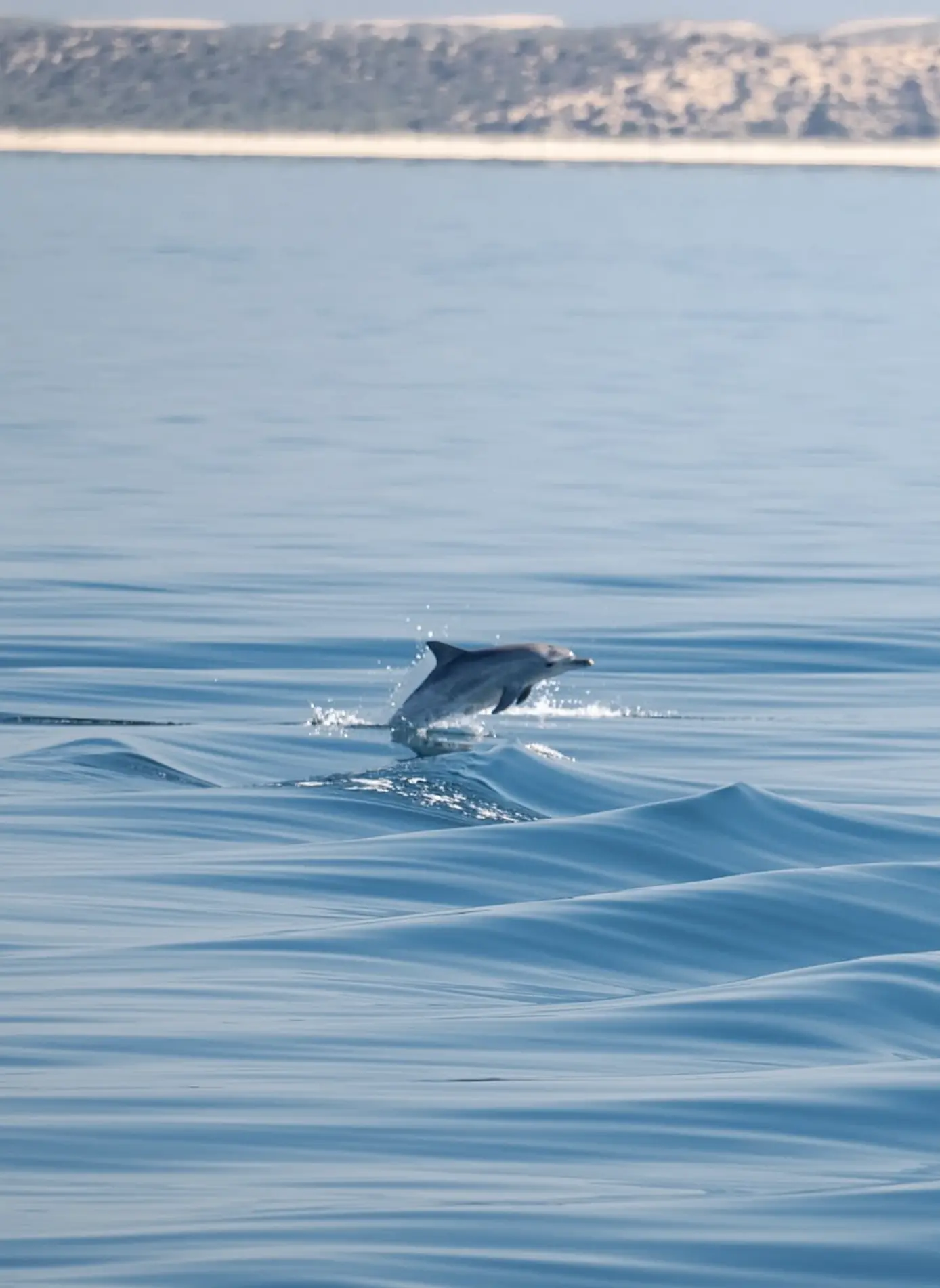 Australia Dolphin Watching