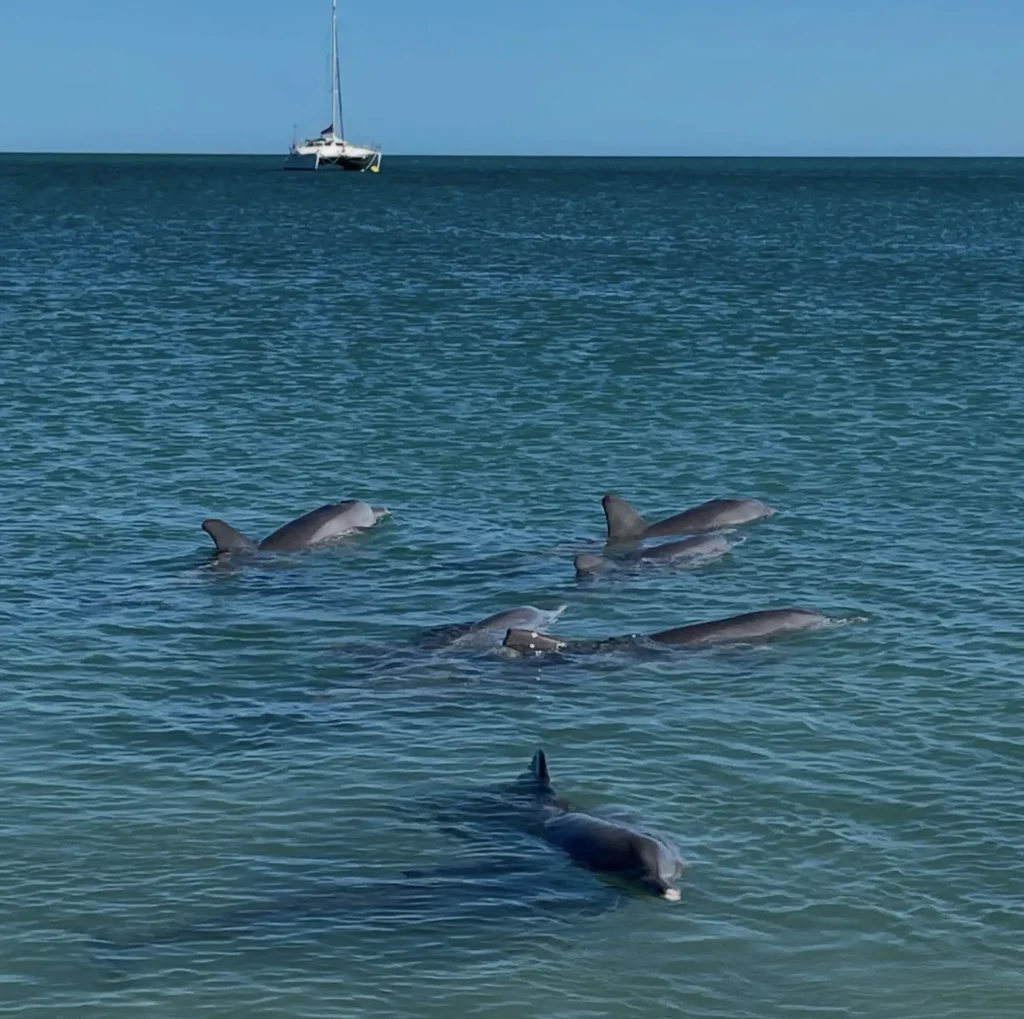 What does it mean if a dolphin is circling you in Monkey Mia?