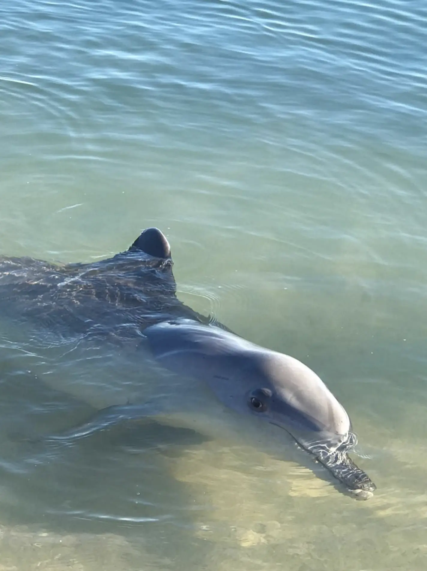 Monkey Mia Dolphin Behavior