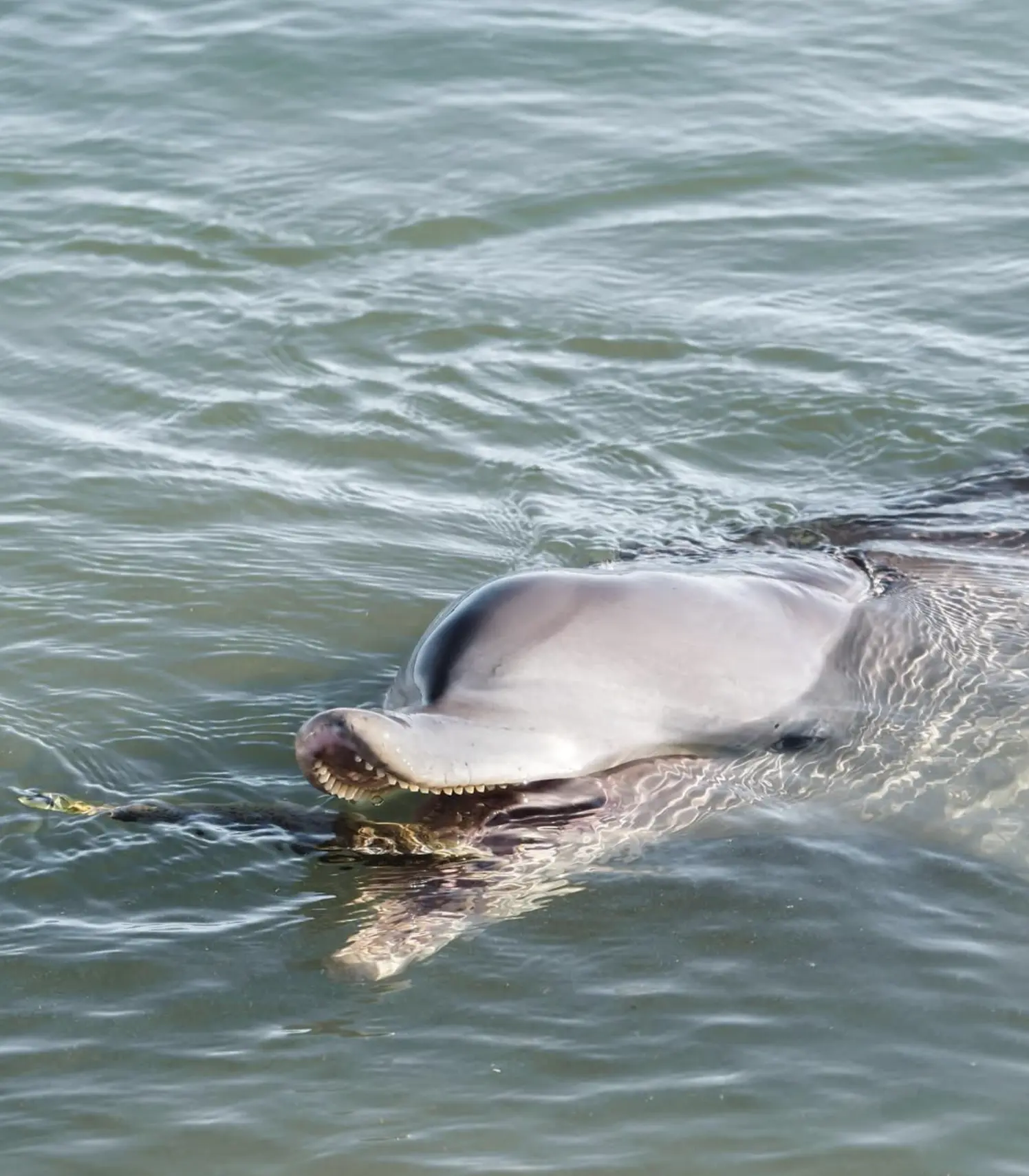 Shark Bay Marine Wildlife WA