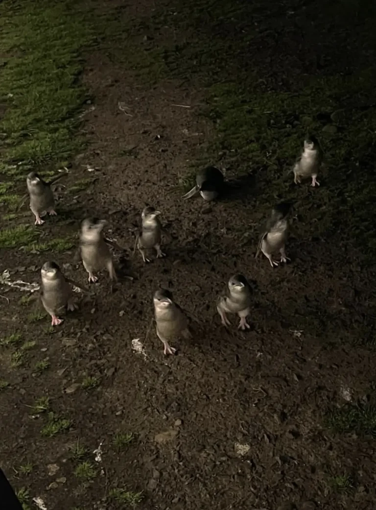 Do You Need to Book the Phillip Island Penguin Parade?