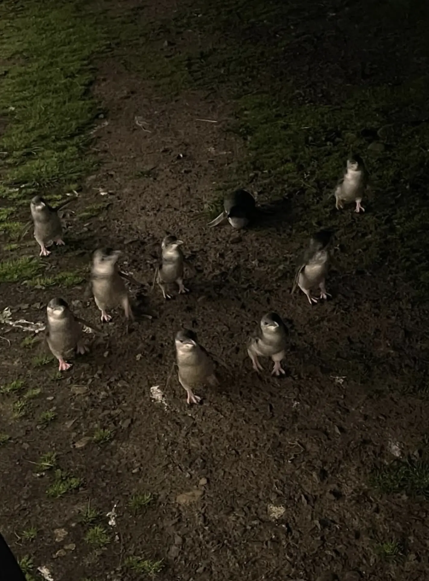 Do you need to book to see the penguins at Phillip Island?