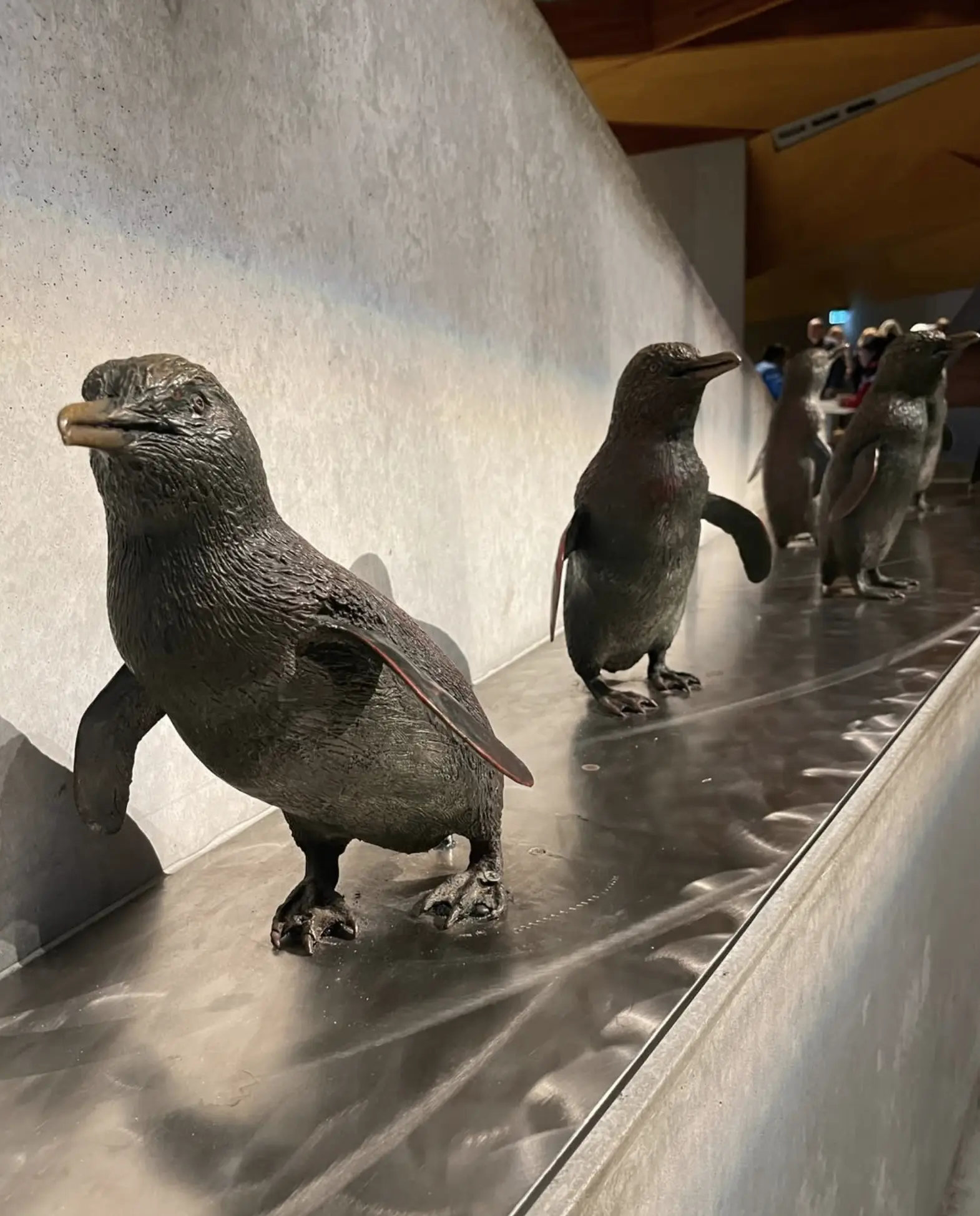 Penguin Parade Australia