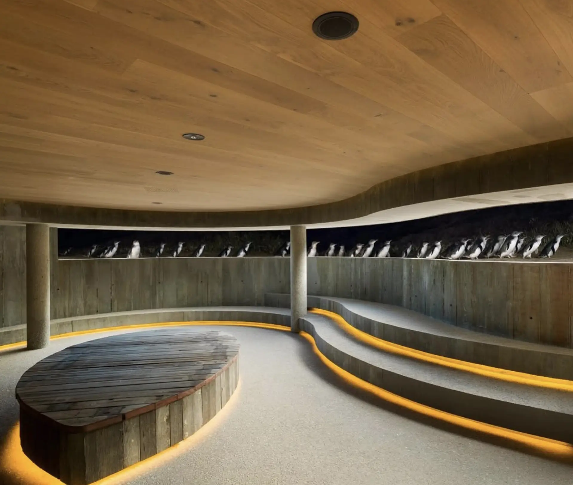 Phillip Island Penguin Parade