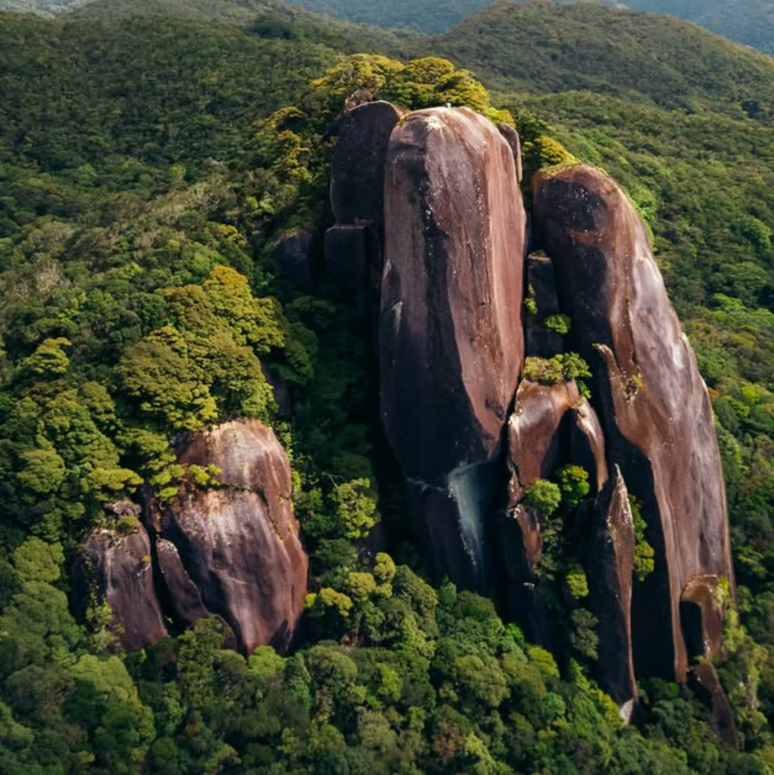best night tours Daintree Rainforest