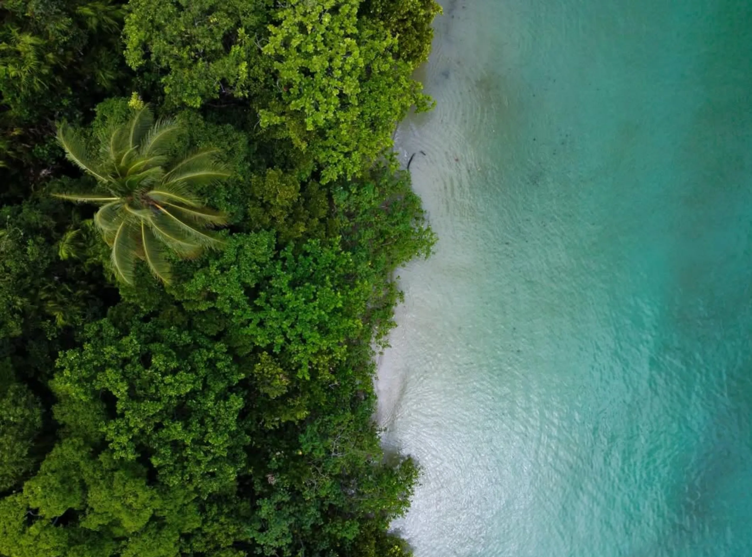 Daintree crocodile night tour