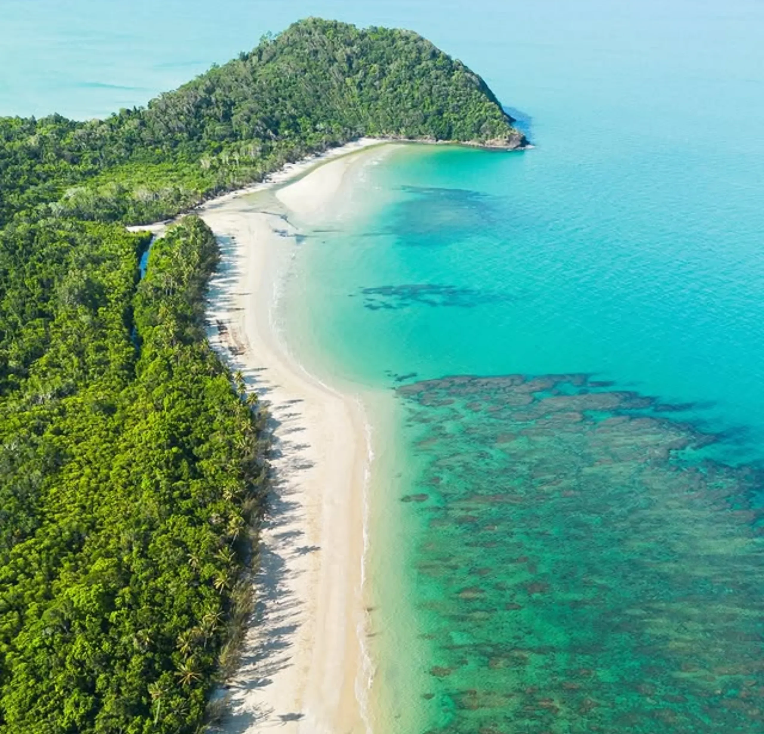 Daintree night wildlife tour