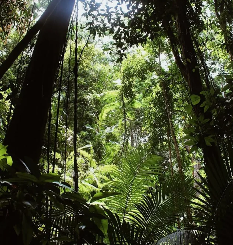 Best Night-Time Wildlife Tours In The Daintree Rainforest (From Someone Who’s Actually Been Out There After Dark)